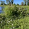 by the Pond 10-8-25