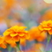 花　６４