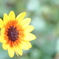 街の花