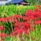 里山の秋