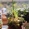多肉植物の寄植え