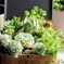 多肉植物の寄植え