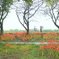 巾着田曼殊沙華公園-012