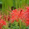 巾着田曼殊沙華公園-014