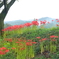 巾着田曼殊沙華公園-015