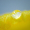 栗カボチャの花についた水滴