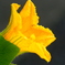 栗カボチャの花の色