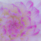 Dahlia Gradation