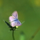 ウラナミ君 2