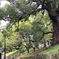 樹齢800年の楠