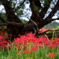 蓑沢彼岸花公園③