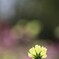 秋 桜