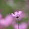 秋桜