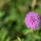Sunshine Mimosa  10-8-25