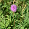 Mimosa strigillosa  10-8-25