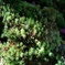 苔の森②
