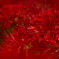 紅
