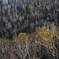 Deadtree Cluster