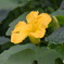 黄色い花～(^^♪。