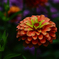PENTACON50㎜ F1.8 MC