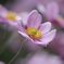 庭の秋明菊-5