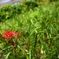 彼岸の紅，此岸の緑