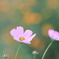 秋桜‐２
