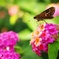 ランタナの花❀
