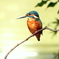 瓢箪池のカワセミ