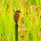 P2270002：ノビタキ