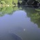 池の鯉