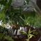 ガラスの中の植物