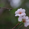 秋の桜