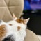 てれびねこ…アート的な