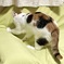 ここ掘れにゃんにゃん