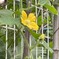 IMG_0224　野菜の花