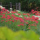 神代植物公園水生植物園