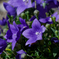 purple bouquet