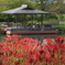 彼岸花の頃♪3