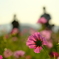 秋桜の季節に