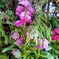 記念日にはストックの花を