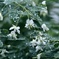 雨にゆれる白萩。