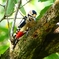 P2250421：アカゲラ（メス）