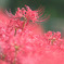 神代植物公園水生植物園