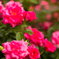 秋薔薇９