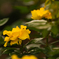 秋薔薇１０