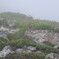 霧中に和む