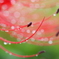 ころころ雨滴