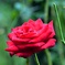雨上がりの秋薔薇