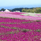 天空のお花畑